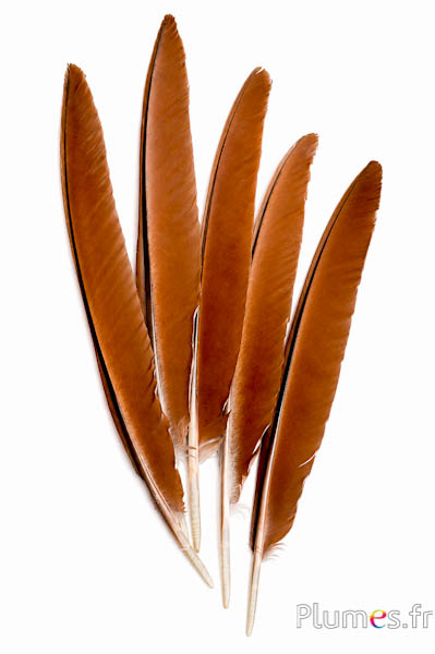 Pavone blu - 33-37 cm - bruno naturale
